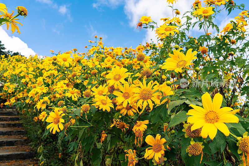 在Doi Mae Ukho的Tung Bua Tong森林公园，美丽的墨西哥向日葵绽放黄色与蓝天在泰国Mae hong